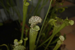 201302_Botanical_Garden_00002