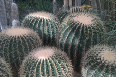 201302_Botanical_Garden_00007