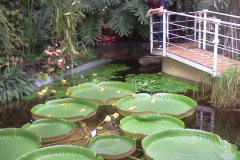 201302_Botanical_Garden_00013