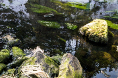 201303_Vir_00003