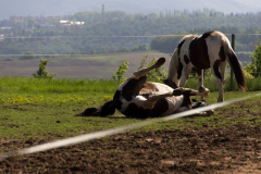 201305_Reckovice_Lelekovice_00016
