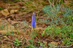 201408_Mohelno_Dalesice_00007
