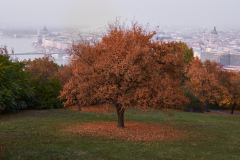 202003_Budapest_0005