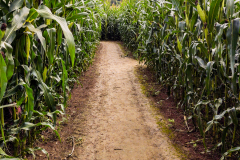 202008_CornMaze-2