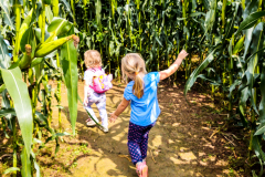 202008_CornMaze-3