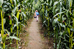 202008_CornMaze-6