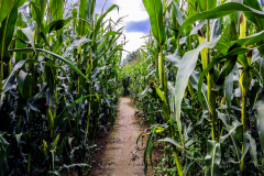 202008_CornMaze-7