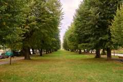 Linden's alley
