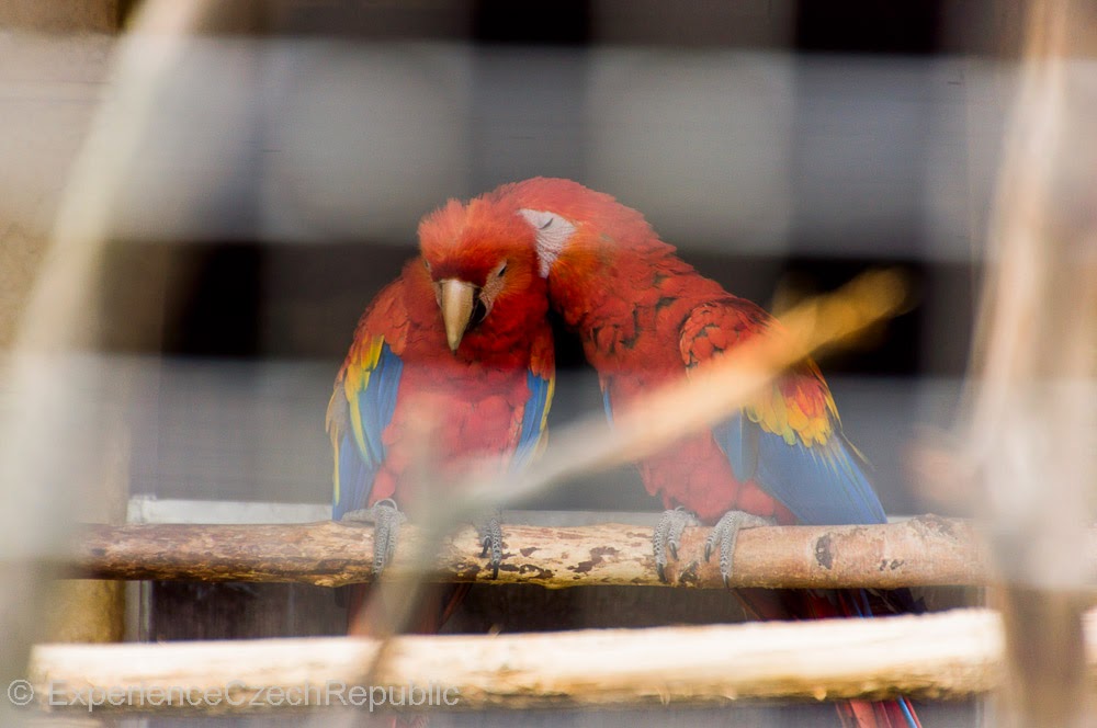 Parrot's Zoo Bosovice