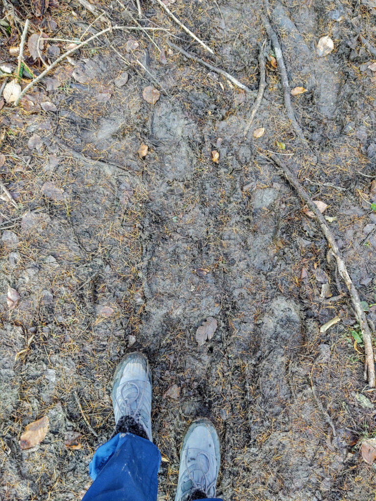 Muddy path