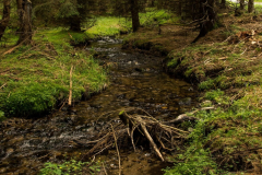201307_Kralicky_Sneznik_00019