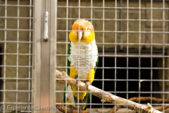 201405_Bonaparte_Parrot_zoo_Bosovice_00012