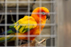 201405_Bonaparte_Parrot_zoo_Bosovice_00013