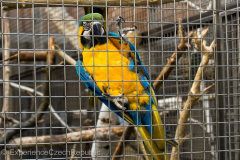 201405_Bonaparte_Parrot_zoo_Bosovice_00014