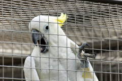 201405_Bonaparte_Parrot_zoo_Bosovice_00015