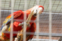 201405_Bonaparte_Parrot_zoo_Bosovice_00017