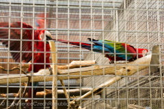 201405_Bonaparte_Parrot_zoo_Bosovice_00018