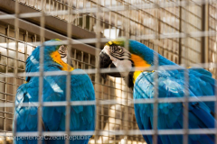 201405_Bonaparte_Parrot_zoo_Bosovice_00019