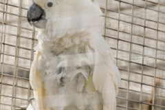 201405_Bonaparte_Parrot_zoo_Bosovice_00020