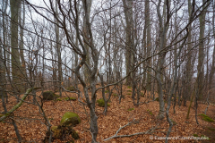 201501_Stupava_Kazatelna_00009