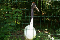 Brno ZOO
