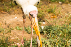Zoo Zlin