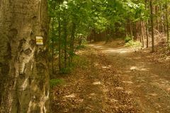 Yellow Path Moravian Karst