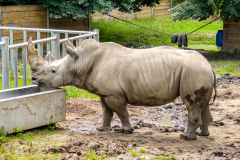 Silesian Park - ZOO