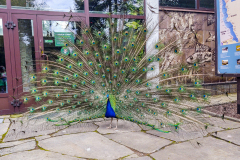 Silesian Park - ZOO
