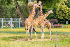 Silesian Park - ZOO
