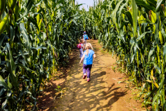 202008_CornMaze-4