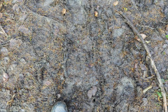 Muddy path