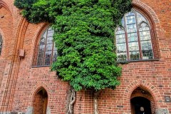 Malbork Castle